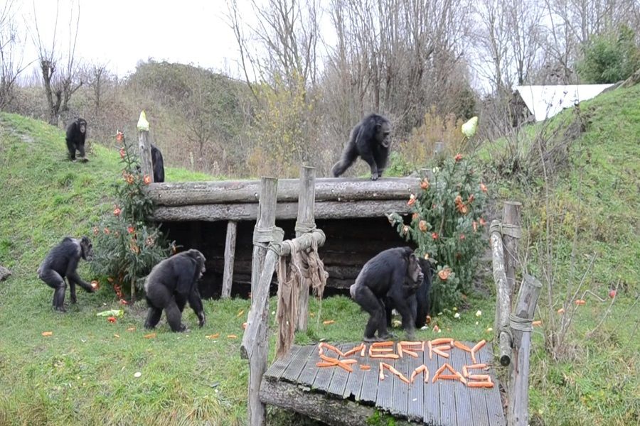 Chimpansees door Kerstman verwend