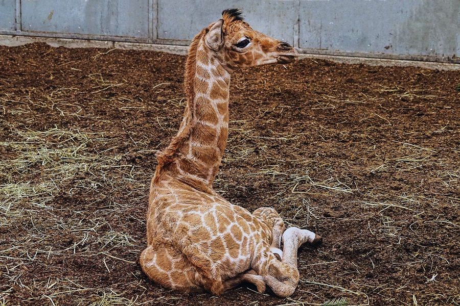 Nubische giraffe geboren