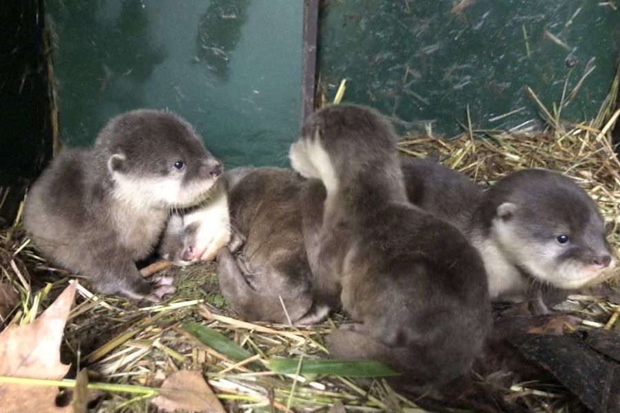 Otters, boshonden en pinguïns geboren