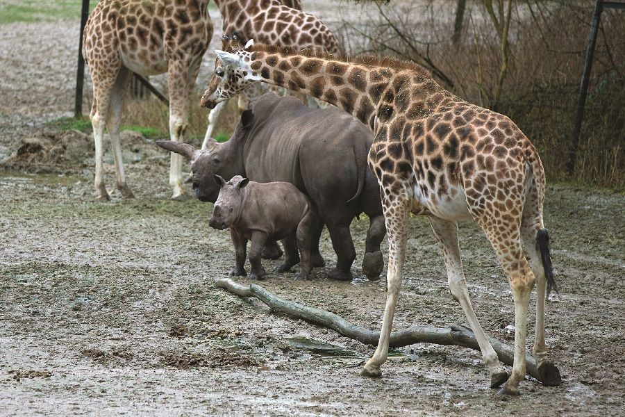 Neushoorntje ontdekt giraffen, zebra’s en antilopen