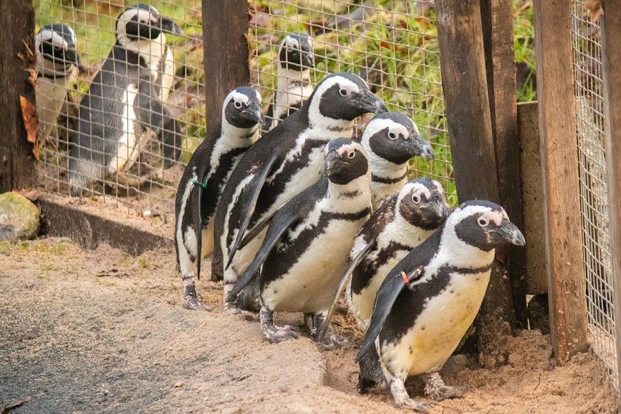 Pinguïnkolonie DierenPark Amersfoort breidt uit