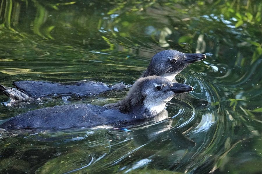 Pinguïnkuikens nemen voor het eerst een duik