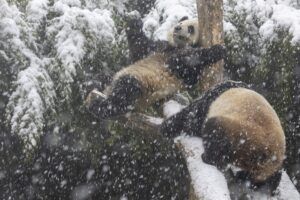 Sneeuwtapijt in Pairi Daiza