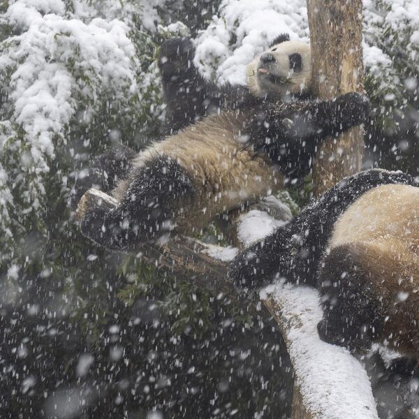 Sneeuwtapijt in Pairi Daiza