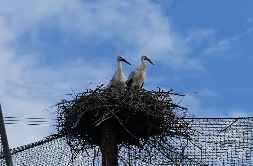 Veel ooievaars in Dierenrijk