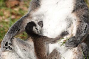 Twee ringstaartmaki’s geboren