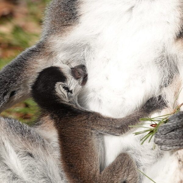 Twee ringstaartmaki’s geboren