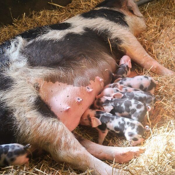 Biggetjes geboren