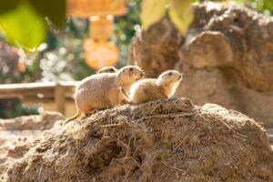 Tientallen prairiehondjes geboren