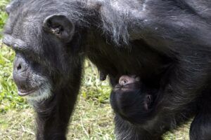 Chimpansee ter wereld gekomen