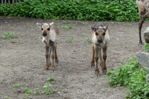 Vruchtbaar voorjaar bij Dierenrijk