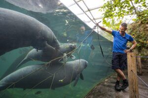 Zeekoeien vieren jubileum