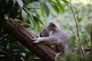 Dolle vreugde in Pairi Daiza