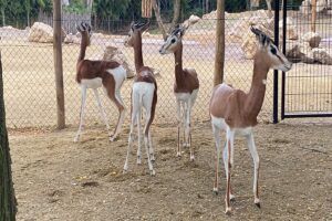 mhorrgazelles