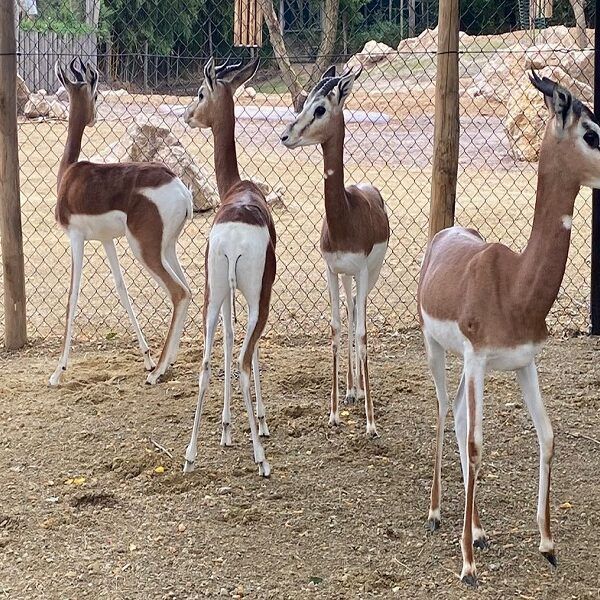 mhorrgazelles