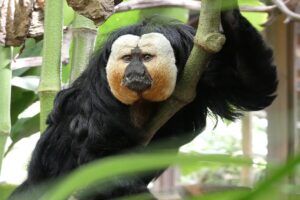 ZooParc verwelkomt