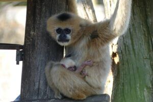 witwanggibbon ter wereld gekomen