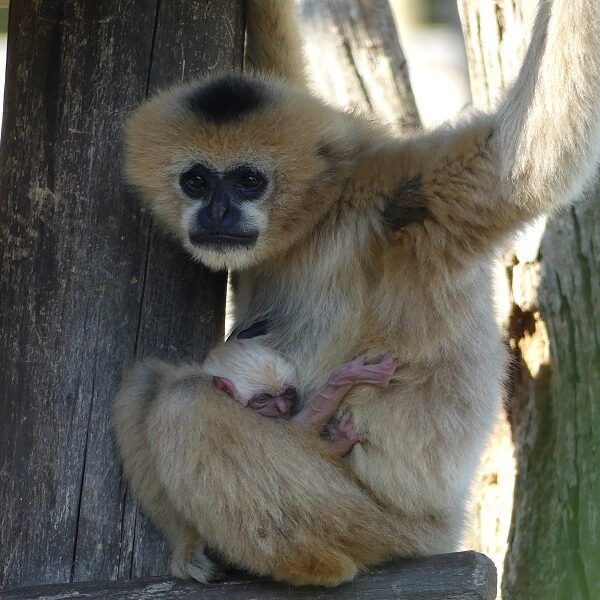 witwanggibbon ter wereld gekomen