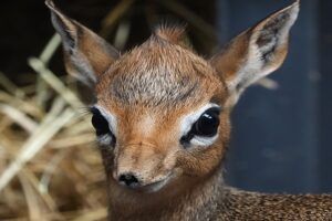 Vrouwelijke Kirk’s dikdik geboren