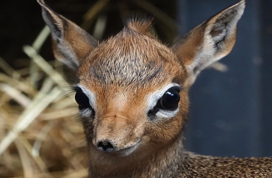 Vrouwelijke Kirk’s dikdik geboren