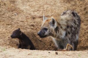 Twee gevlekte hyena’s