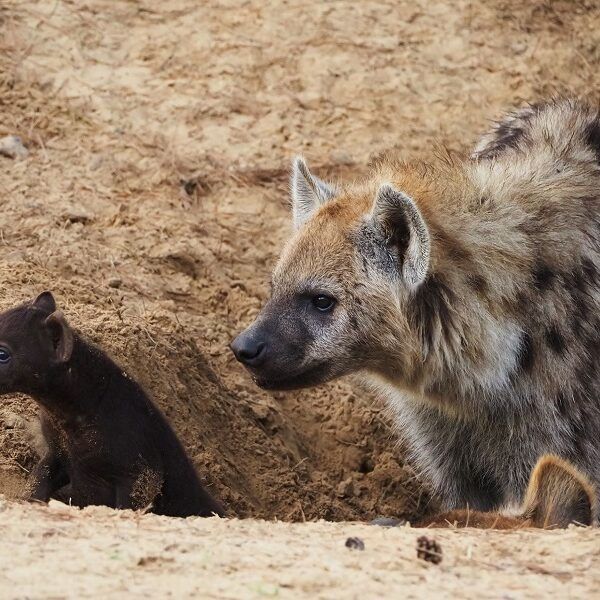 Twee gevlekte hyena’s