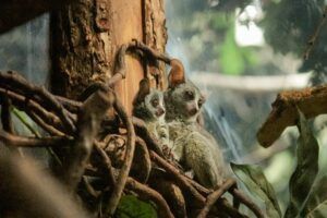 Tweeling galago-apen geboren