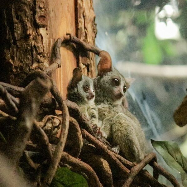 Tweeling galago-apen geboren