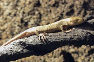 Grijpstaartskink geboren