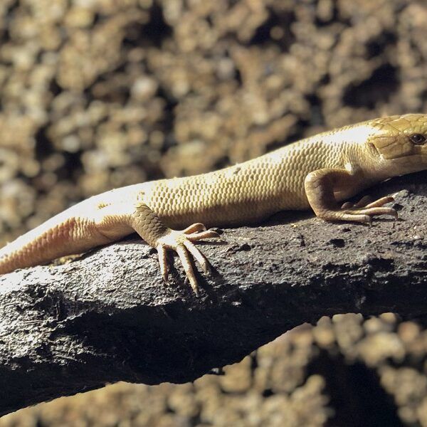 Grijpstaartskink geboren