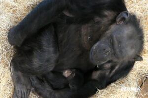 West-Afrikaanse chimpansee