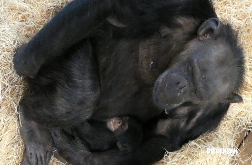 West-Afrikaanse chimpansee