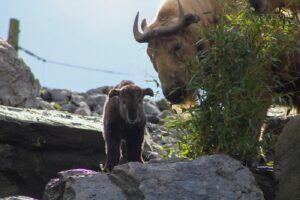 Gouden Takin geboren