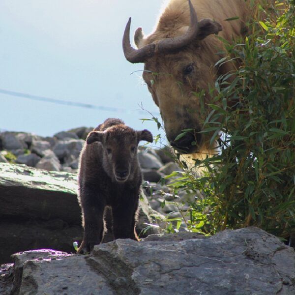 Gouden Takin geboren