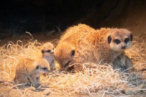 Drie stokstaartjes geboren