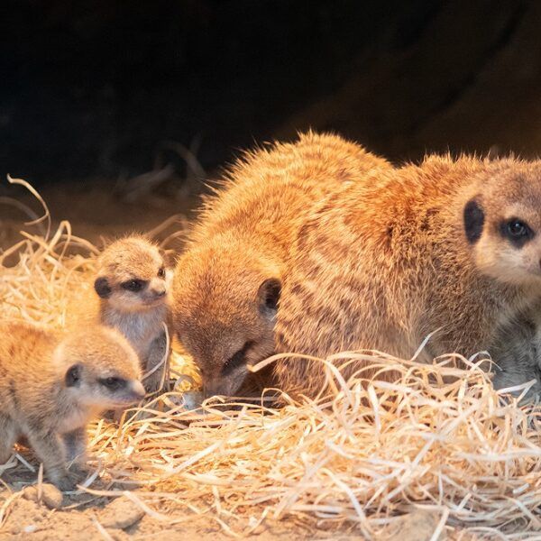 Drie stokstaartjes geboren