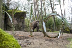 110-jarig dierenpark trakteert olifanten en bezoekers