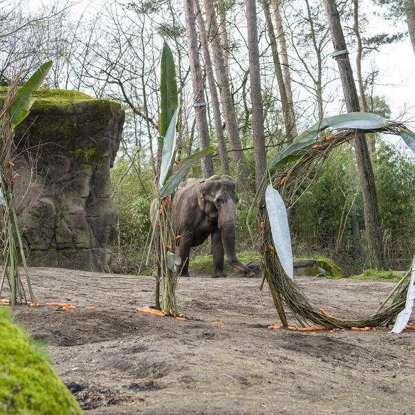 110-jarig dierenpark trakteert olifanten en bezoekers