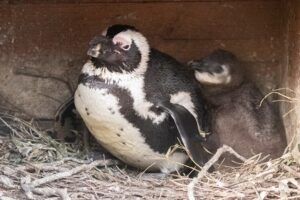 Pinguïnkuiken uit het ei gekropen