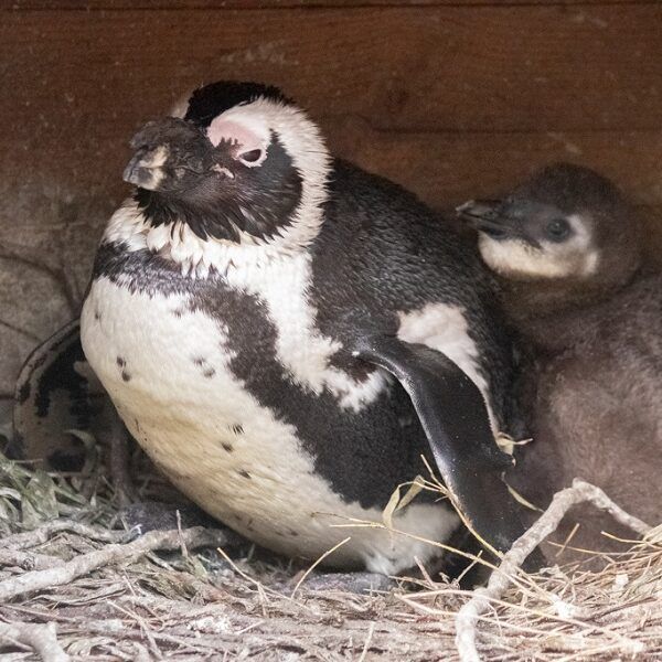 Pinguïnkuiken uit het ei gekropen