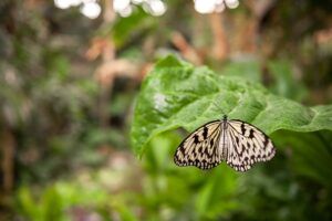 De wintertuin herleeft