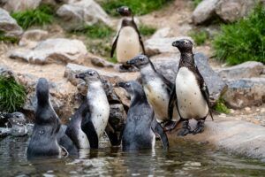 Pinguïns ronden broedseizoen succesvol af