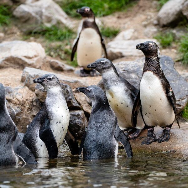 Pinguïns ronden broedseizoen succesvol af