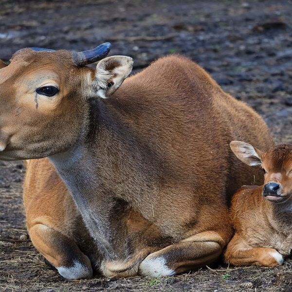 Veel jonge dieren geboren.