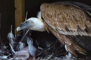 koppel gieren Beekse Bergen adopteert jong uit andere dierentuin