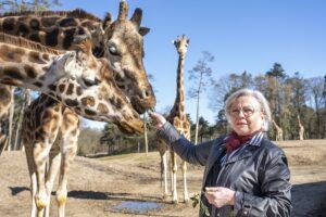 Orang-oetan Sabientje of een tijger aan de fles