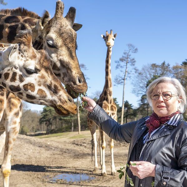 Orang-oetan Sabientje of een tijger aan de fles