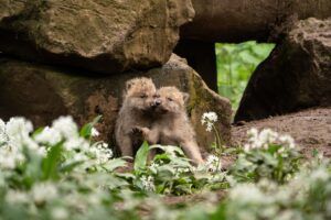 Ontmoet de vijf pasgeboren poolwolven welpjes