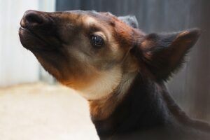 Bedreigde okapi geboren