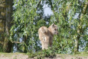 Geboortegolf in Dierenrijk Mierlo